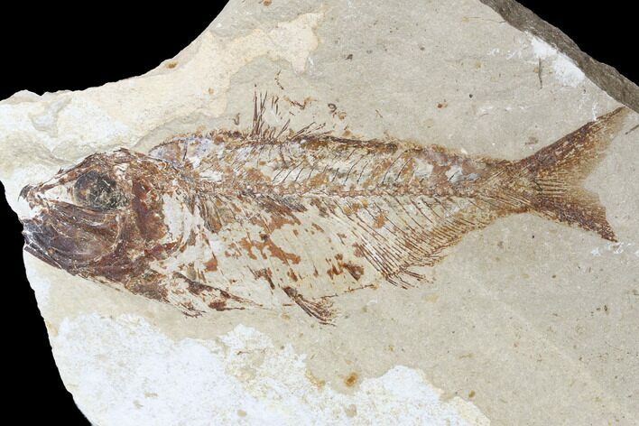 Cretaceous Fossil Fish (Armigatus) - Lebanon #173377